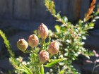 Alstroemeria aurea